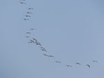 2014-11-29_14-20-39_S0950960.jpg