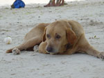 Photos