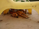 Photos