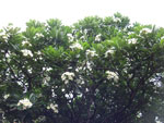 2015-06-10_13-07-27_DSCF9157.jpg