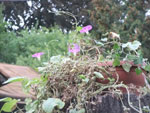 2015-09-10_18-13-32_DSCF3088.jpg
