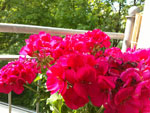 2017-05-28_16-16-14_2017-05-28-16.16.14.jpg