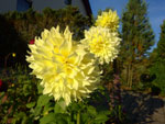 2017-08-23_19-03-35_RIMG0061.jpg