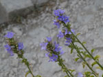 2017-09-03_18-22-08_S0660139.jpg