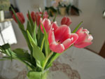 Photos