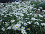 2018-05-28_19-32-40_P1200736.jpg