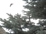 2018-08-05_17-41-33_S0262582.jpg