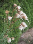 2018-08-14_20-32-15_P1260067.jpg