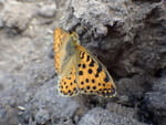 2018-09-19_15-03-25_RIMG4593.jpg