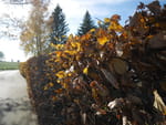2018-11-06_12-33-55_P1410513.jpg