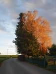 2018-11-12_15-55-16_P1410702.jpg