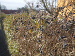 2018-11-29_13-55-29_P1420131.jpg