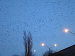 2019-01-18_16-38-25_RIMG7316.jpg