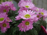 Photos