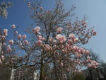 2019-03-30_12-24-33_P1570006.jpg