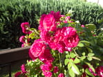 2019-06-25_17-38-21_RIMG1884.jpg