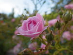 Photos