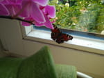 Photos