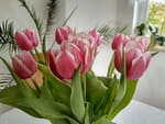 Photos