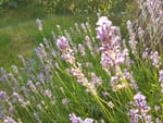 2020-06-26_19-36-10_IMG_20200626_193609168.jpg