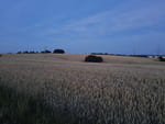Photos