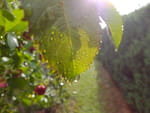 2020-07-26_18-20-25_S0715477.jpg