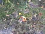 2020-08-18_17-02-49_S0316317.jpg