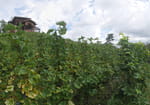 2020-08-31_12-44-07_P2050347-pan.jpg