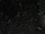 2020-09-07_17-03-55_S0686589.jpg
