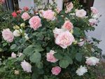 Photos